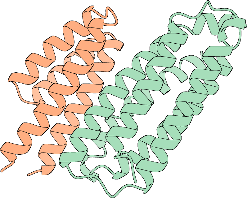 Cartoon structure of a two-chain designed complex: the native chain in green, the designed chain in orange, with the molecular surface outlined behind them