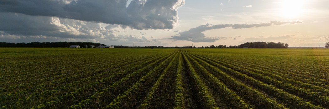 Rows of young crop plants in a field under a cloudy evening sky