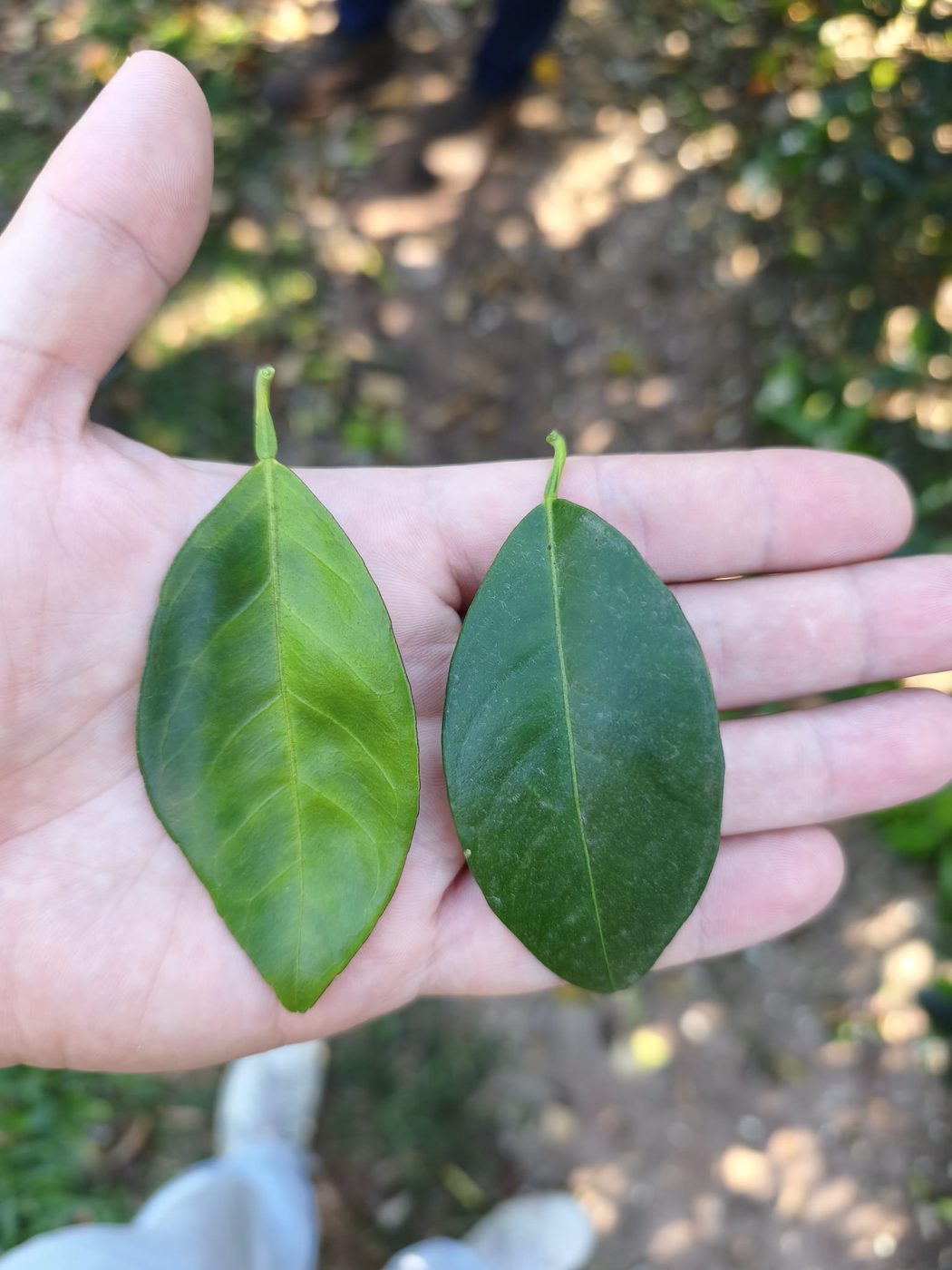 Comparing citrus leaves at Fundecitrus, Araraquara
